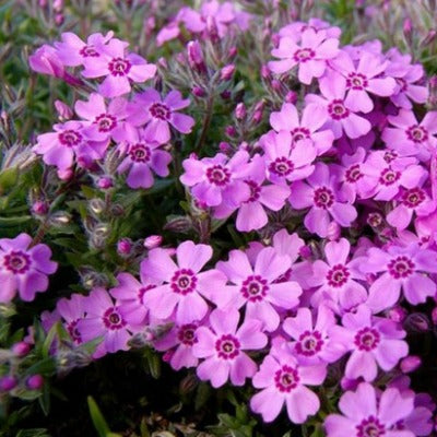 Phlox_subulata_zwergenteppich.jpg