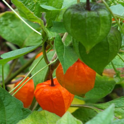 Physallis_franchetii_gnome.jpg
