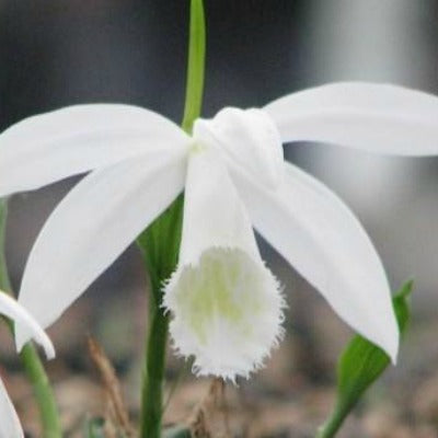 Pleione_formsana_Alba