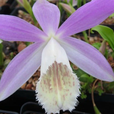 Pleione_formasana