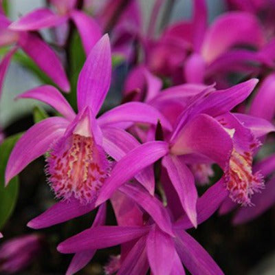 Pleione_Tongariro