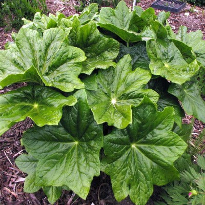 Podophyllum_pleianthum