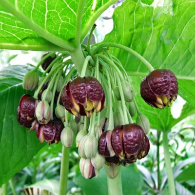 Podophyllum_pleianthum