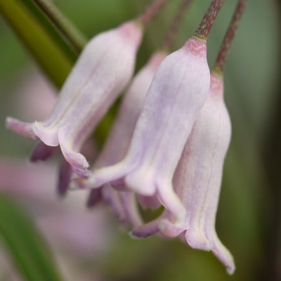 Polygonatum_cirrhifolium