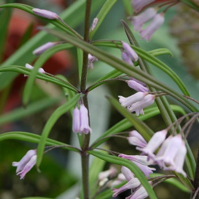 Polygonatum_cirrhifolium