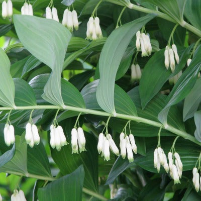 Polygonatum_x hybridum_(multiflorum)