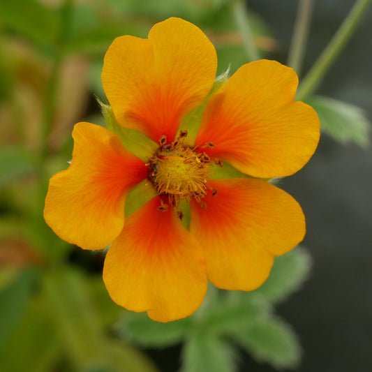 Potentilla atrosanguinea var argyrophylla