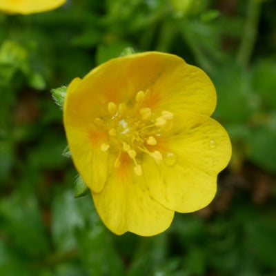 Potentilla_verna_nana