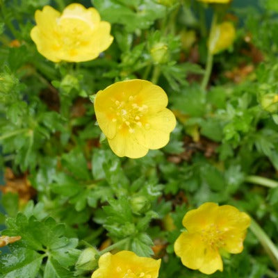 Potentilla_verna_nana