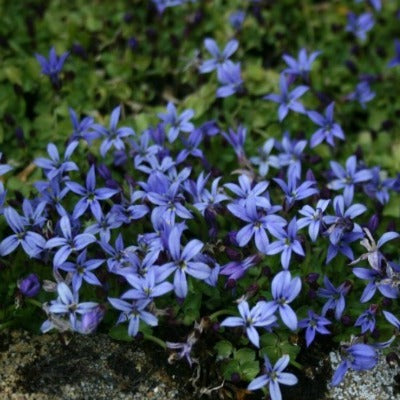 Pratia_pedunculata_County_Park