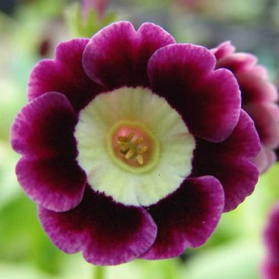Primula_Connaught_Court
