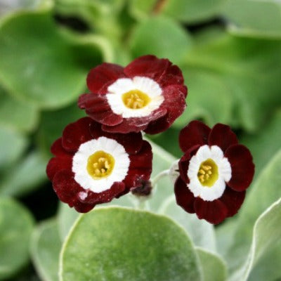 Primula_auricula_Gizabroon