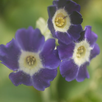 Primula_auricula_Singin_the_Blues
