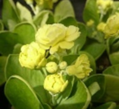 Primula auricula Berninae