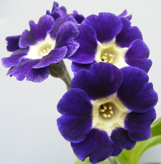 Primula_auricula_x_pubescens_Blue_Wave