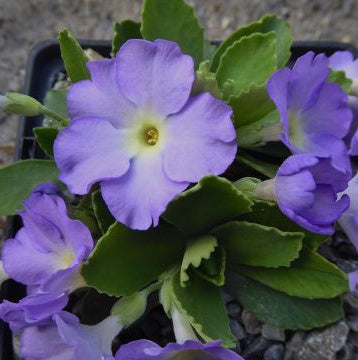 Primula allionii Broadwell Jo Jo