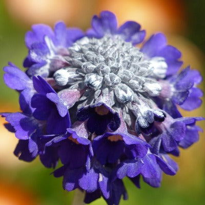/Primula_capitata