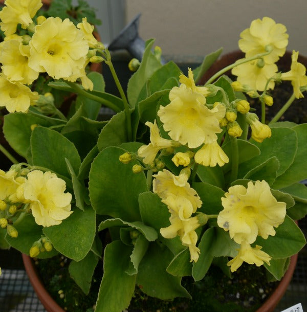 Primula_Ethel