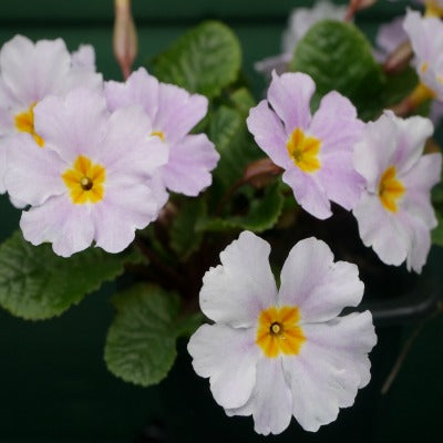 Primula_Garryard_Guinevere