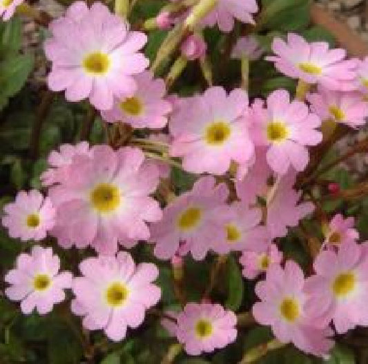 Primula pulchellae Johanna