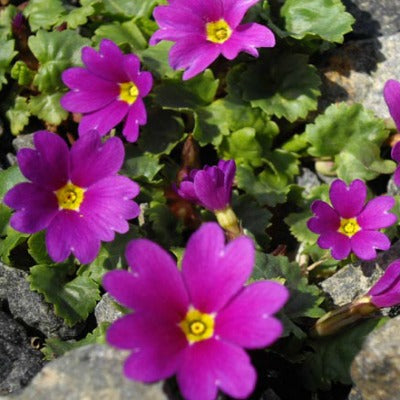 Primula_juliae