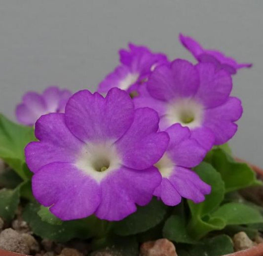 Primula Lindum Destiny