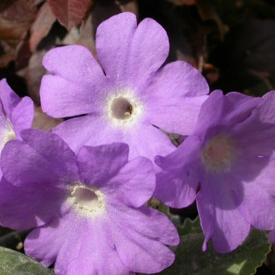 Primula_marginata _kesselring's_variety.jpg