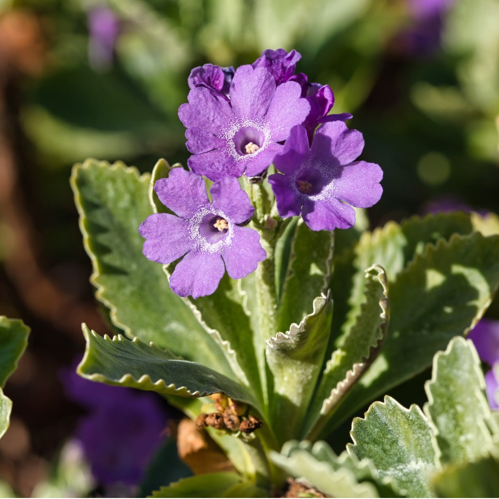 Primula marginata Pritchards variety