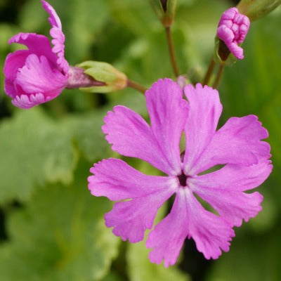 Primula sieboldii Mikado