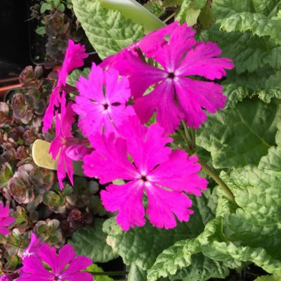 Primula sieboldii Mikado