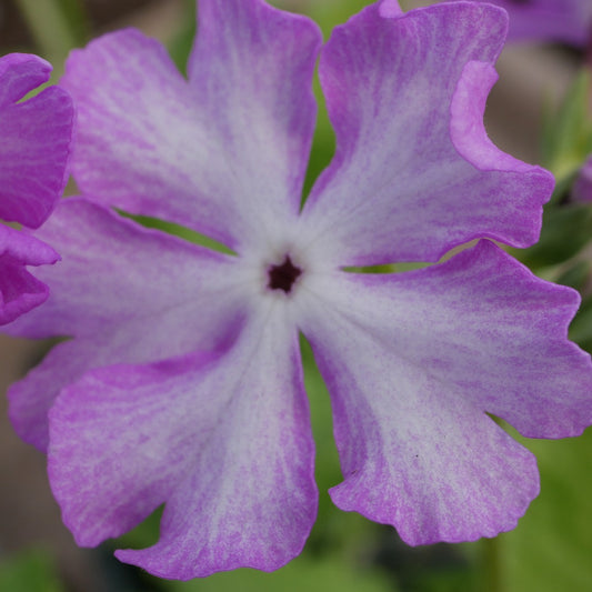 Primula sieboldii Pinku (In the Pink)