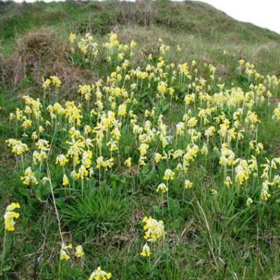 Primula_veris