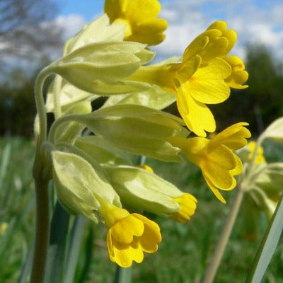 Primula veris