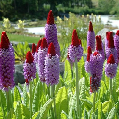 Primula_vialii.jpg