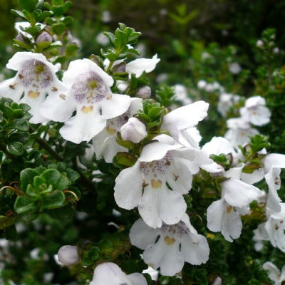 Prostanthera_cuneata