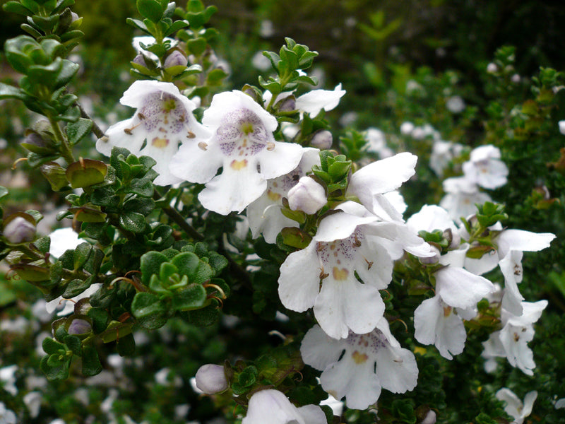 Prostanthera_cuneata