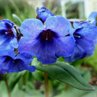 Pulmonaria_Blue_Ensign