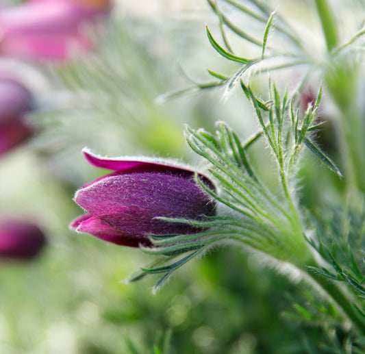 Pulsatilla_vulgaris (Purple)
