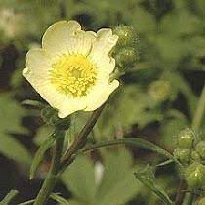 Ranunculus acris citrinus Spotlight