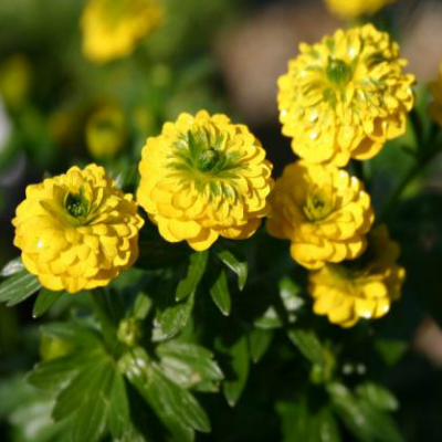 Ranunculus_acris_Flore_pleno