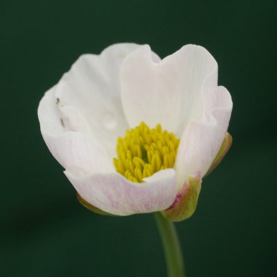 Ranunculus_amplexicaulis