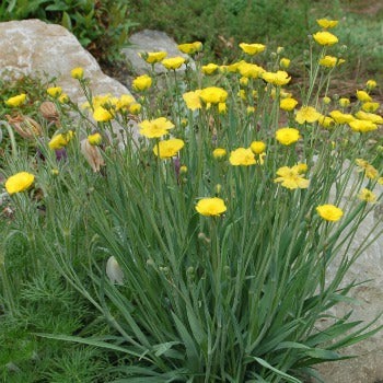 Ranunculus_gramineus