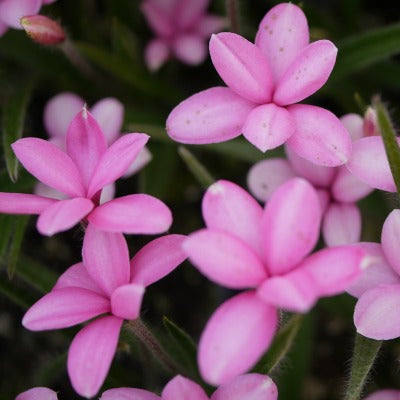 Rhodohypoxis_E_A_Bowles