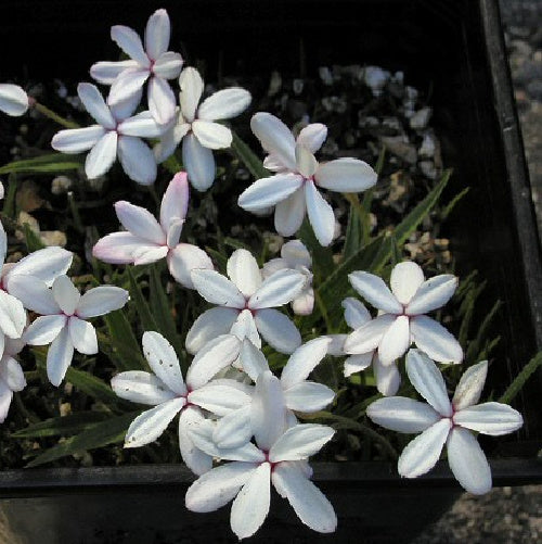 Rhodohypoxis baurii platypetala