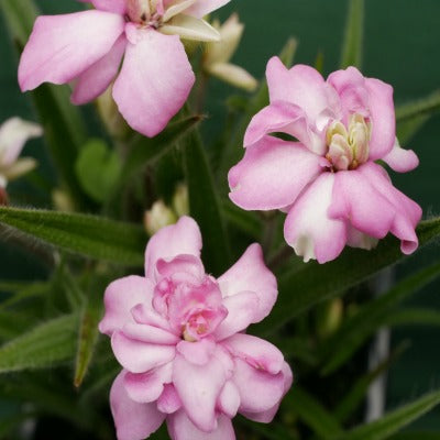 Rhodohypoxis_Bridal_Bouquet