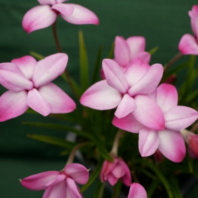 /Rhodohypoxis_confecta.jpg