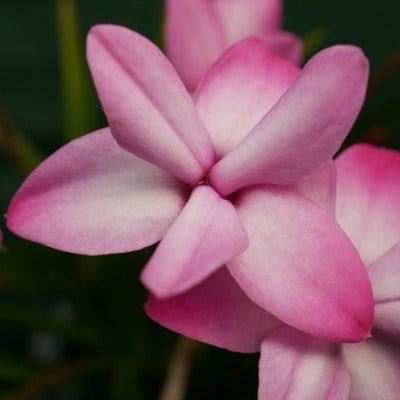 /Rhodohypoxis_confecta.jpg