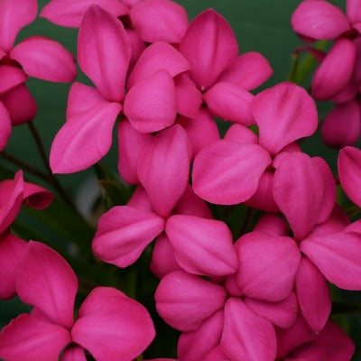 Rhodohypoxis_Damson