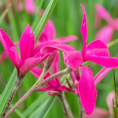 Rhodohypoxis_Donald_Mann