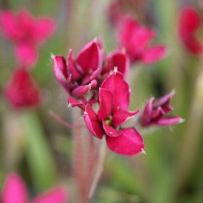 Rhodohypoxis_Double_Jap